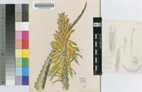 Aloe vanbalenii Pillans