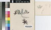 Caralluma gerstneri Letty
