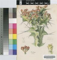 Euphorbia grandicornis Goebel ex N.E.Br. subsp. grandicornis