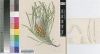 Protea aspera E.Phillips