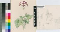 Pelargonium reniforme Curtis
