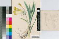 Cyrtanthus flanaganii Baker