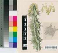 Euphorbia perangusta R.A.Dyer