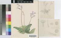 Streptocarpus meyeri B.L.Burtt