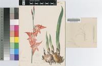 Gladiolus melleri Baker