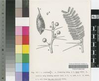 Acacia stuhlmannii Taub.