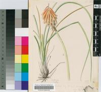 Kniphofia galpinii Baker