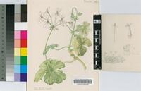 Pelargonium multibracteatum Hochst.