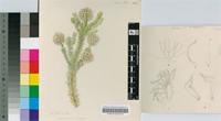 Serruria millefolia Salisb. ex Knight