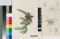 Stapelia tsomoensis N.E.Br.
