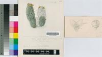 Trichocaulon pillansii N.E.Br.