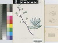 Crassula namaquensis Schönland & Baker f. subsp. namaquensis