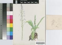Stenoglottis longifolia Hook.f.