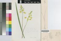 Eulophia papillosa (Rolfe) Schltr.
