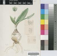 Drimiopsis crenata Van der Merwe