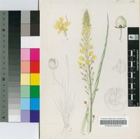 Bulbine angustifolia Poelln.