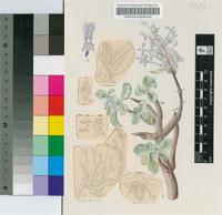 Plectranthus succulentus R.A.Dyer & E.A.Bruce