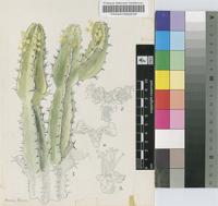 Euphorbia memoralis R.A.Dyer
