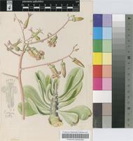 Cotyledon paniculata L.f.
