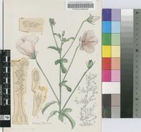Hibiscus pedunculatus L.f.