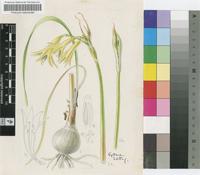 Cyrtanthus nutans R.A.Dyer