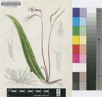 Streptocarpus kentaniensis L.L.Britten & Story