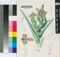 Ferraria undulata L.