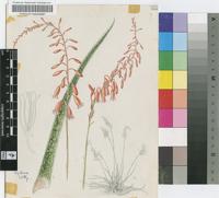 Aloe bellatula Reynolds