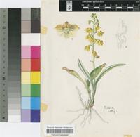 Polystachya pubescens (Lindl.) Rchb.f.