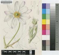 Anemone fanninii Harv. ex Mast.