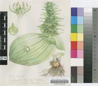 Whiteheadia bifolia (Jacq.) Baker