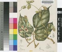 Rhynchosia albiflora (Sims) Alston