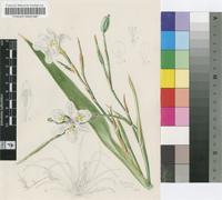 Dietes vegeta (L.) N.E.Br.