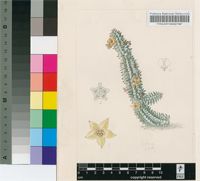 Echidnopsis columnaris (Nel) R.A.Dyer & D.S.Hardy