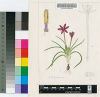 Romulea hantamensis (Diels) Goldblatt