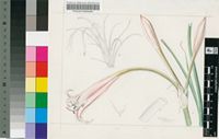 Crinum carolo-schmidtii Dinter