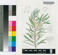 Metrosideros angustifolia (L.) Sm.