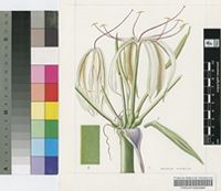 Crinum crassicaule Baker