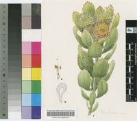 Leucospermum winteri Rourke