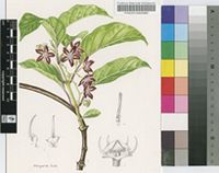 Mondia whitei (Hook.f.) Skeels