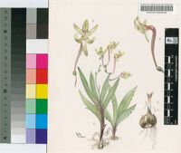 Anomatheca viridis (Aiton) Goldblatt