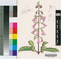 Dauphinea brevilabra Hedge