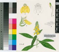 Justicia flava (Vahl) Vahl