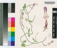 Ceropegia arenaria R.A.Dyer