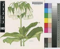 Trichodesma scottii Balf.f.