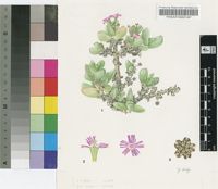Ruschia namaquana L.Bolus