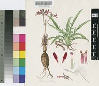 Pelargonium ellaphieae E.M.Marais