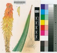 Aloe gerstneri Reynolds