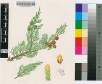 Juniperus phoenicea L.