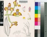 Grammangis ellisii (Lindl.) Rchb.f.
